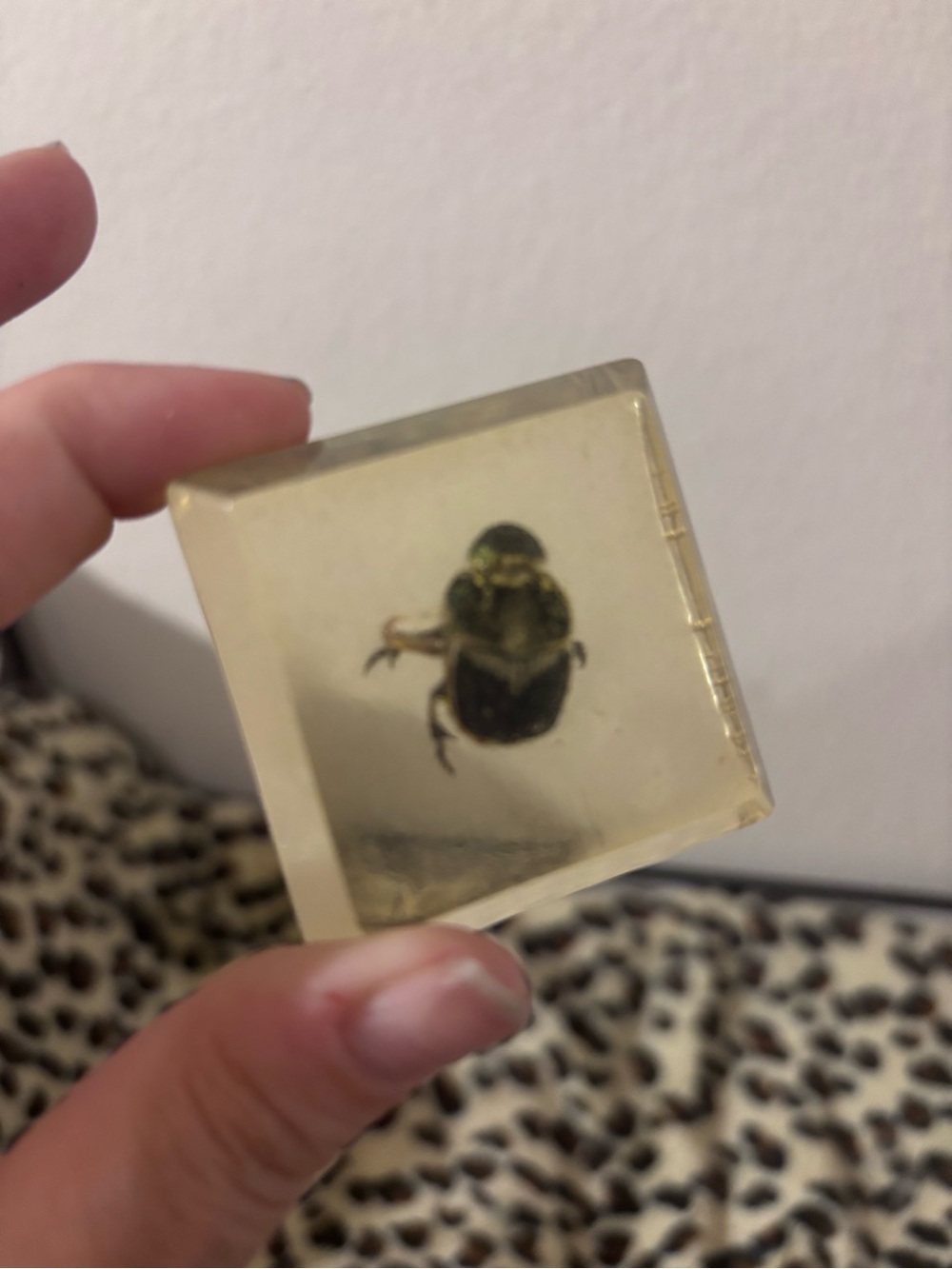 Clear Resin Cube with Preserved Beetle
